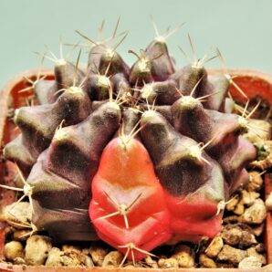 gymnocalycium-friedrichii-variegate-13