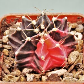 gymnocalycium-friedrichii-variegate-16