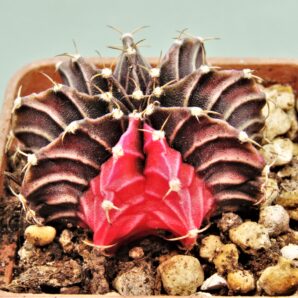 gymnocalycium-friedrichii-variegate-17