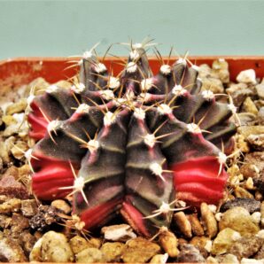 gymnocalycium-friedrichii-variegate-5