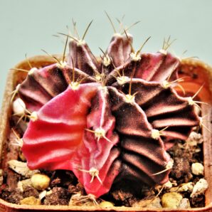 gymnocalycium-friedrichii-variegate-7