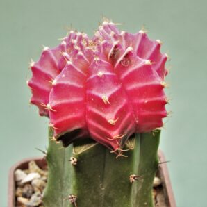 gymnocalycium-friedrichii-variegate-r10
