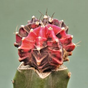gymnocalycium-friedrichii-variegate-r11