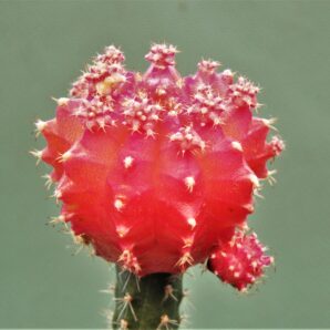 gymnocalycium-friedrichii-variegate-r12