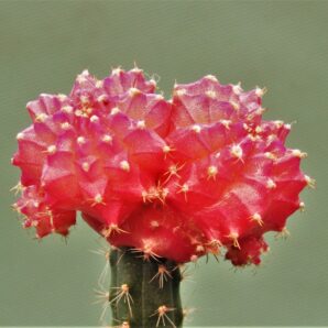 gymnocalycium-friedrichii-variegate-r13