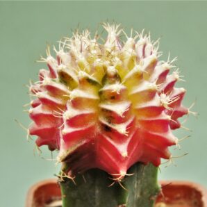 gymnocalycium-friedrichii-variegate-r14