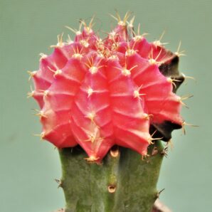 gymnocalycium-friedrichii-variegate-r15