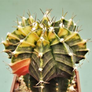 gymnocalycium-friedrichii-variegate-r3 Привит