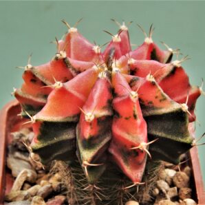 gymnocalycium-friedrichii-variegate-r4