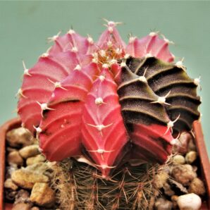 gymnocalycium-friedrichii-variegate-r5