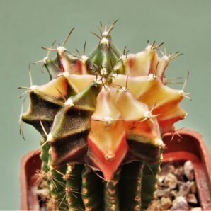 gymnocalycium-friedrichii-variegate-r7