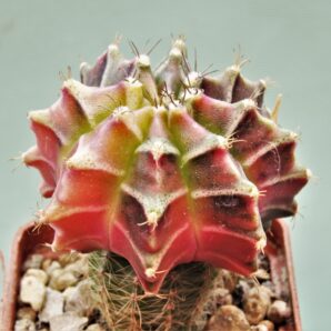 gymnocalycium-friedrichii-variegate-r8