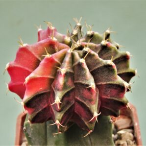 gymnocalycium-friedrichii-variegate-r9