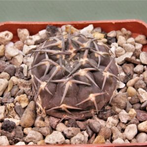 gymnocalycium-kozelskyanum-2
