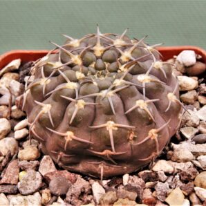 gymnocalycium-kozelskyanum-3