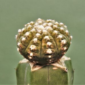 gymnocalycium-ragonesei-f-variegata-2