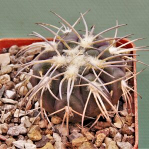 gymnocalycium-spegazzinii-el.-obelisco-1