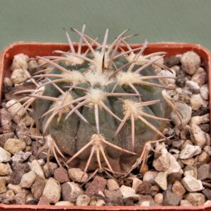 gymnocalycium-spegazzinii-el.-obelisco-2
