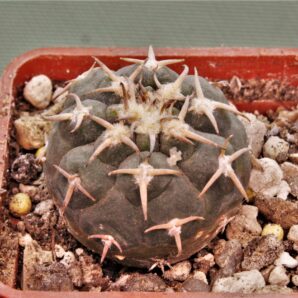 gymnocalycium-spegazzinii-v.-unguispinum-sl-44b-1
