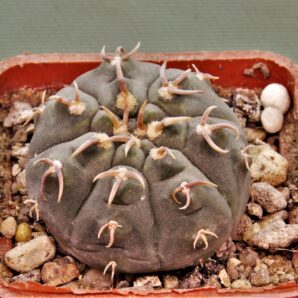 gymnocalycium-spegazzinii-v.-unguispinum-sl-44b-2