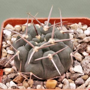 gymnocalycium-vatterii-v.-atltautinense-1