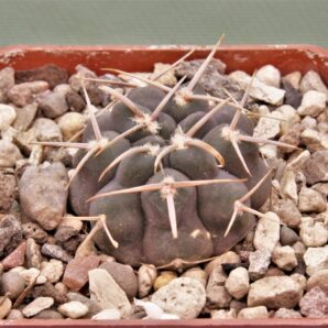 gymnocalycium-vatterii-v.-atltautinense-2