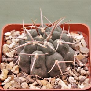 gymnocalycium-vatterii-v.-atltautinense-3