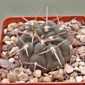 gymnocalycium-vatterii-v.-atltautinense-4