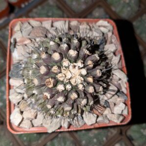Copiapoa esmeraldana WM 127