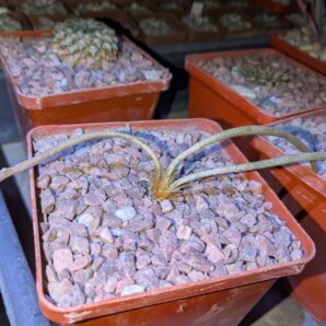 Astrophytum caput-medusae