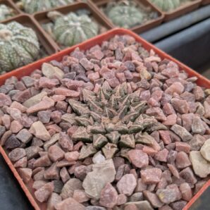 Ariocarpus kotschoubeyanus v. elephantidens