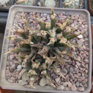 Ariocarpus agavoides