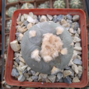 Lophophora echinata v. diffusa
