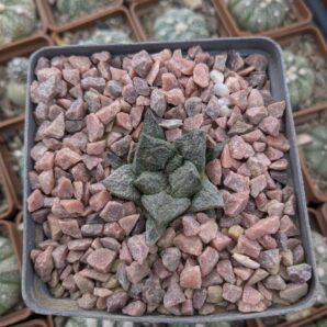 Ariocarpus fissuratus