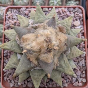 Ariocarpus retusus