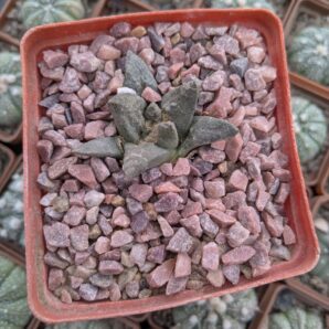 Ariocarpus trigonus