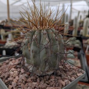 Copiapoa cinerea v. gigantea PV1939 Taltal