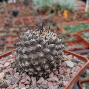 Copiapoa tenuissima