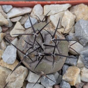 Copiapoa cinerea PV2411