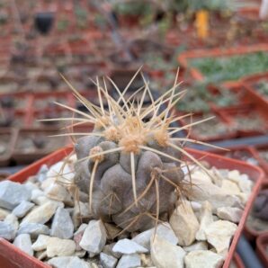 Copiapoa cinerea v. haseltoniana