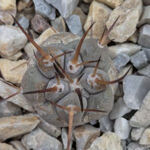 Copiapoa cinerea PV2411