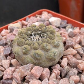 Copiapoa hypogaea cv. Lizard Skin