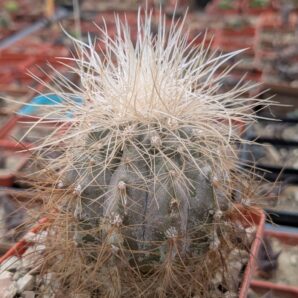 Copiapoa krainziana v. scopulina