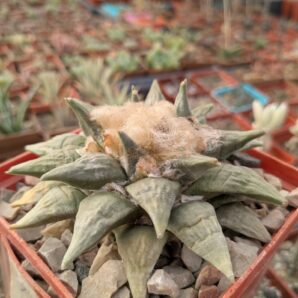 Ariocarpus retusus SB68