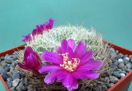 Sulcorebutia albissima HS-13 Rigum FG